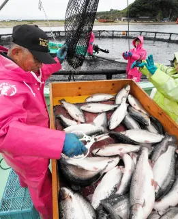 ニジマス今季初水揚げ　江差港で養殖　町民へ直売も