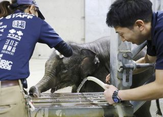 ゾウ赤ちゃん「タオ」の育て方　米の専門家が指導　札幌・円山動物園