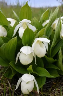 礼文島の固有種「レブンアツモリソウ」 絶滅危惧種外れる 保全活動奏功