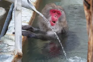 冬の温泉ウッキウキ　函館・熱帯植物園、サルの入浴開始