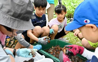 遠軽・武利川でウチダザリガニ駆除体験　537匹捕獲し塩ゆでで味わう　親子21人が参加