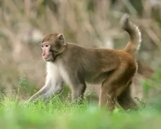 アカゲザル完全排除目指す　農作物被害、千葉のみ生息