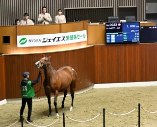 繁殖馬セール、競り活況　売却総額1億円超え　新ひだか