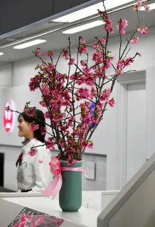 函館空港に一足早い春　沖縄から琉球寒緋桜の切り花
