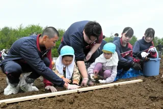 「勇知いも」収穫楽しみ　園児や高校生作付け　稚内