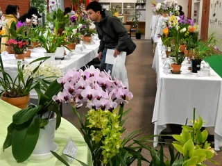 丹精込めた洋ラン鮮やか　岩見沢で愛好会が展示　12日まで