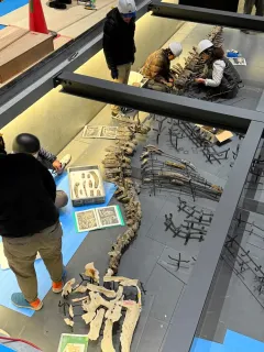 滝川で新属・新種の化石発見 地元出身の北海道大院生 幼少期から通った