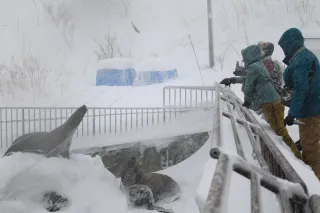 極寒でもトド生き生き　おたる水族館、海獣公園を公開
