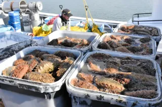 稚内で春ナマコ漁解禁　中国禁輸で不安の船出