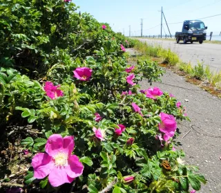 風景アート「ハマナス咲く厚岸白樺の杜」 標津の町の花・ハマナスが見ごろ 道道野付風蓮公園線沿い：北海道新聞