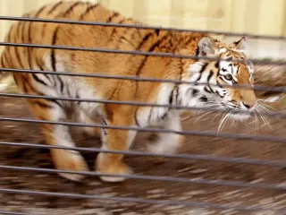 タイガ　ココア 釧路動物園　本 釧路市動物園 新版 タイガとココア 障がいをもつアムールトラの