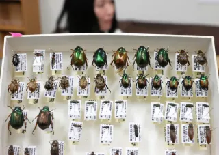 伊藤さんが緑ケ丘公園で採集した昆虫の標本（いずれも加藤哲朗撮影）