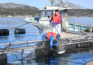 ニジマス養殖、今季は外海で　木古内町など　生存率向上目指す