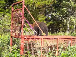 クマ目撃前年の2.4倍に大幅増　弟子屈署管内2025年