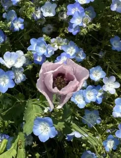 けし畑 栽培禁止のケシ、なぜ公園に 5～6月開花ピーク、除去数急増：北海道