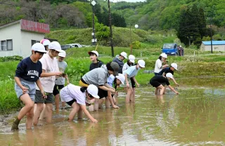 「財田米」苗植え　収穫心待ち　とうや小児童らが体験