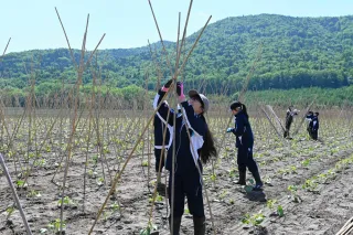 おんねゆ学園7年生が特産白花豆の「竹差し」体験　森谷ファームで食育学習　北見市留辺蘂町