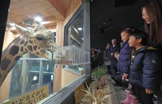 「新居のキリン」首長くして待った　おびひろ動物園公開　引っ越しに飼育員奮闘