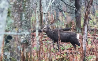 北海道内の鳥獣被害、5年連続で増加　24年度64億円　エゾシカ8割