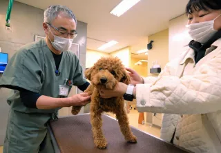 小型犬、膝の脱臼に注意　滑らない床で予防　成犬前に獣医師チェックを＜ペットとともに＞
