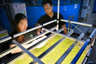 浮草使って排水浄化　北大発の新興企業、東神楽で実証実験　工場、農場での応用目指す