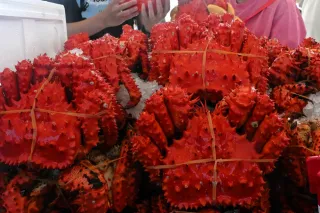 根室かに祭りが開幕　花咲ガニ「濃厚で特別な味」　不漁でも3.5トン提供