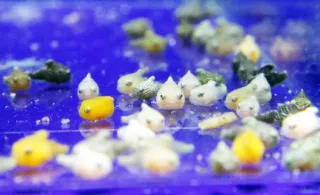 展示されているフウセンウオ