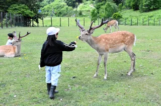 西興部小1、2年生が鹿牧場で校外学習　村の観光施設で交流　餌やりや鳴きまねも
