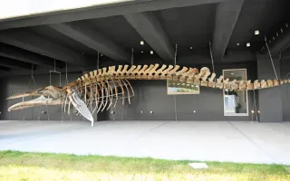 野外に展示されている全長15メートルのニタリクジラの全身骨格標本