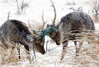 デジタル発＞ごみが角にぐるぐる 「羅網シカ」もう見ていられ