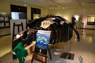 札幌自然史博物館　着工大幅遅れ　市、コロナ禍で集客見通せず