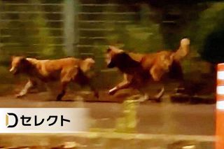 ＜デジタル発＞釧路で野犬出没、群れでシカ襲う　簡単じゃない捕獲、市は対応に苦慮