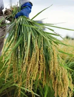 コメ、増産か生産調整か　消費者離れで農家打撃も