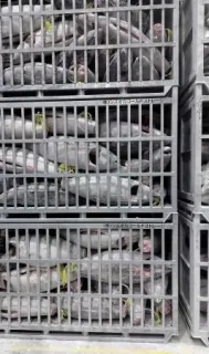 冷凍倉庫で保管されているマグロ=6月、静岡県焼津市（シズオカコールドストレージ提供）