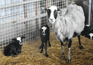 子羊すくすく　幌延で希少種２１匹誕生