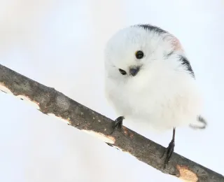 新連載】シマエナガ日記① 森に息づく命の準備：北海道新聞デジタル