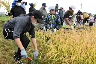 「食べるの楽しみ」　田植えした稲、自ら収穫　倶知安町立東小児童