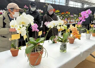 丹精した洋ランご覧　札幌・百合が原公園　16日まで