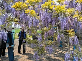玄関先から40メートル　フジの花壮観　伊達・古屋さんの庭で見頃