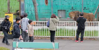 釧路市動物園で飼育されているライオンを見る親子連れら