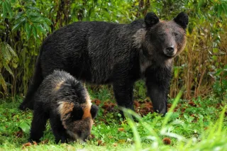 【独自】ヒグマ警報、人身被害「恐れ」で発出　北海道が基準緩和案