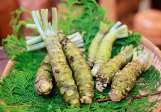 本ワサビ育て110年 登別温泉の「藤崎わさび園」が4代にわたり守る味