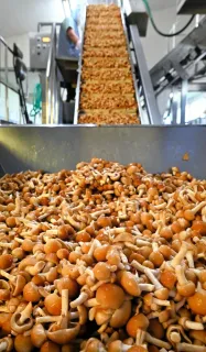 特産ナメコ出荷本格化　愛別
