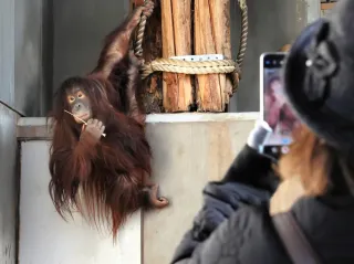 旭山動物園の夏季営業終了 入園者2年連続減 オランウータン「森花」お