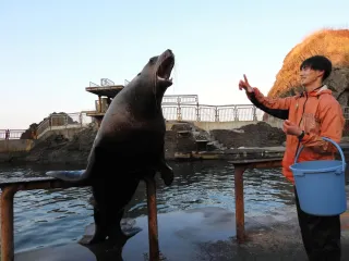 ＜わくわく　おたる水族館＞動物のトレーニング　健康管理が目的、ゴールなし