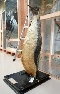 独自】南極白瀬隊捕獲ペンギン、台湾に 秋田の記念館が文書発見