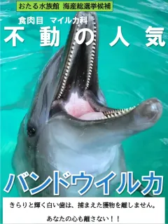 衆院選受け「海産総選挙」　おたる水族館の6種〝立候補〟　動画に「いいね」で投票を