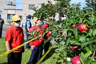 並木のリンゴ盗ませない　札幌・美園　住民と警察パトロール