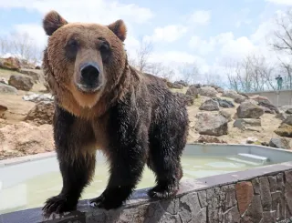 釧路市動物園エゾヒグマ館が改装オープン 「クッタ」「カイ