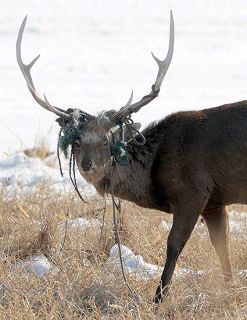 デジタル発＞ごみが角にぐるぐる 「羅網シカ」もう見ていられない 野付